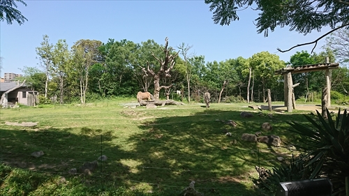 25日・天王寺動物園！